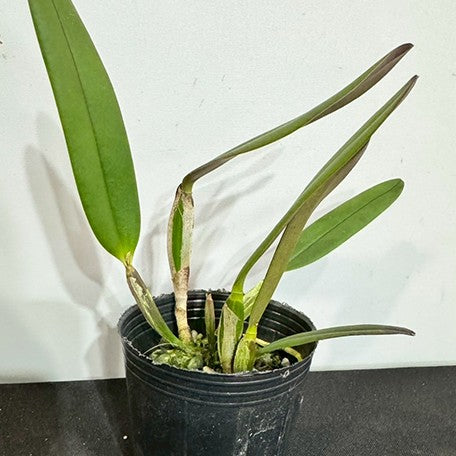 174314221825-C.%20luteola%20(Quintal%20%C3%97%20Peruflora)%20%E6%A4%8D%E6%A0%AA.jpg