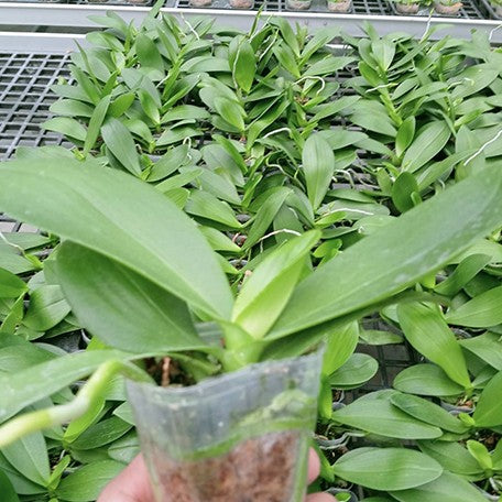 174315030667-Phal.%20Lioulin%20L%20Stars%20%E6%A4%8D%E6%A0%AA1.jpg