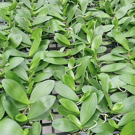 174315030692-Phal.%20Lioulin%20L%20Stars%20%E6%A4%8D%E6%A0%AA2.jpg