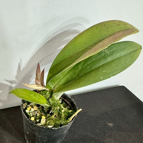 174338251759-Trichocentrum%20Maureen%20%C3%97%20Oncidium%20Jairak%20Fragrance%20%E7%B4%85%E8%8A%B1%E9%90%B5%E6%9D%BF%E6%96%87%E5%BF%83%20%E6%A4%8D%E6%A0%AA1.jpg