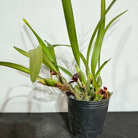 174338299823-Max.%20variabilis%20var.%20red%20flower%20%E5%A4%9A%E8%89%B2%E8%BF%B7%E4%BD%A0%E8%85%8B%E5%94%87%E8%98%AD%20(%E7%B4%85%E8%8A%B1)%20%E6%A4%8D%E6%A0%AA1.jpg