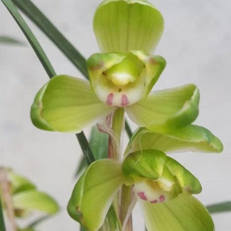 174347269075-Cym.%20He%20Shi%20Plum%20flower%20%E9%B6%B4%E5%B8%82%E6%A2%85%20%E8%8A%B1.jpg