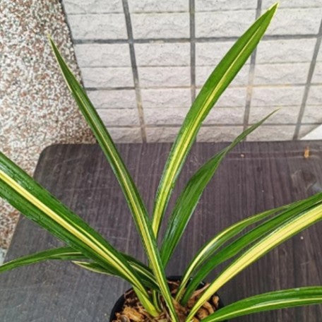 174347482523-Cym.%20Universe%20Palace%20%E9%BB%83%E9%87%91%E5%AE%87%E5%AE%99%E6%AE%BF%20%E6%A4%8D%E6%A0%AA2.jpg