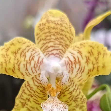 174349509240-Phal.%20New%20Wave%20%E8%8A%B1.jpg