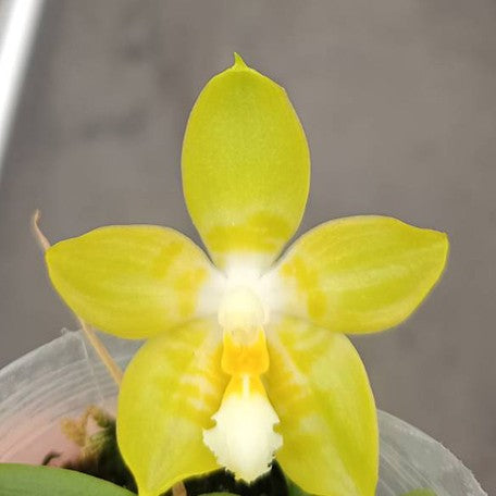174355767324-Phal.%20Yaphon%20Christmas%20'335'%20%E8%8A%B1.jpg
