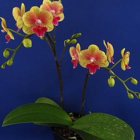 174356082514-Phal.%20King%20Car%20French%20Kiss%20%E8%8A%B12.jpg