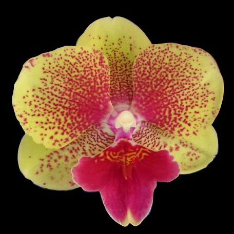 174356082569-Phal.%20King%20Car%20French%20Kiss%20%E8%8A%B11.jpg