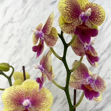174356082582-Phal.%20King%20Car%20French%20Kiss%20%E8%8A%B1.jpg