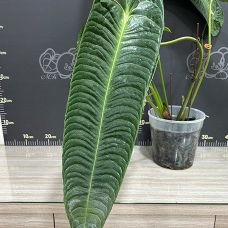 174357288980-Anthurium%20veitchii%20%E8%8A%B11.jpg