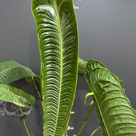 174357288985-Anthurium%20veitchii%20%E8%8A%B1.jpg