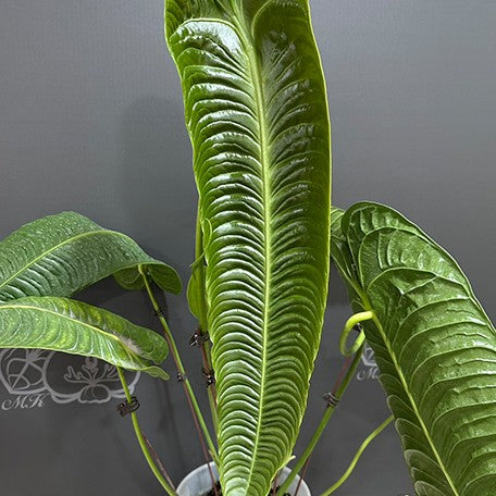 174357296411-Anthurium%20veitchii%20%E8%8A%B1%203.jpg