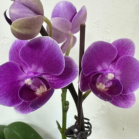 Phalaenopsis Reyoung Annie 2.5