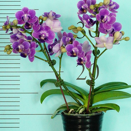 Phalaenopsis Reyoung Annie 2.5