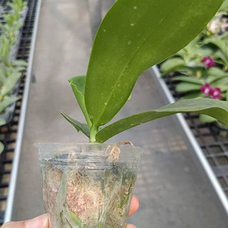 174366478912-Phal.%20YangYang%20Prince%20%E6%A4%8D%E6%A0%AA%201.jpg