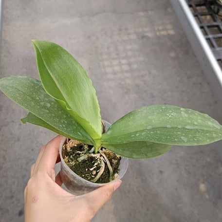 174366478930-Phal.%20YangYang%20Prince%20%E6%A4%8D%E6%A0%AA.jpg