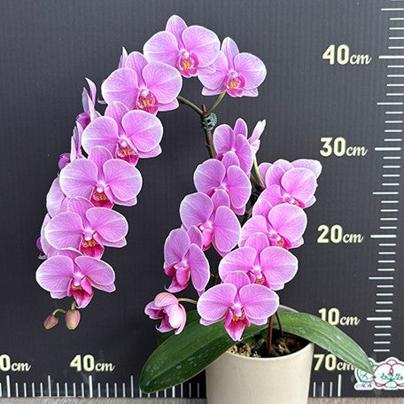 174419295143-Phal.%20King%20Car%20Diamond%20'70361'%20%E8%8A%B13.jpg