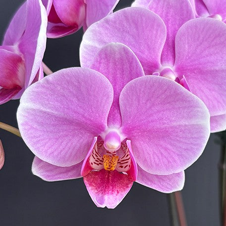 174419295157-Phal.%20King%20Car%20Diamond%20'70361'%20%E8%8A%B11.jpg