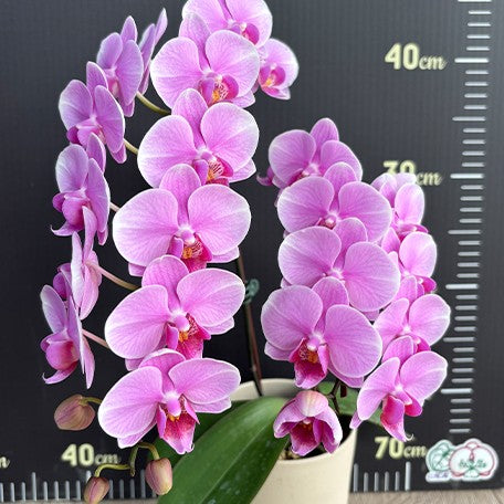 174419295177-Phal.%20King%20Car%20Diamond%20'70361'%20%E8%8A%B12.jpg