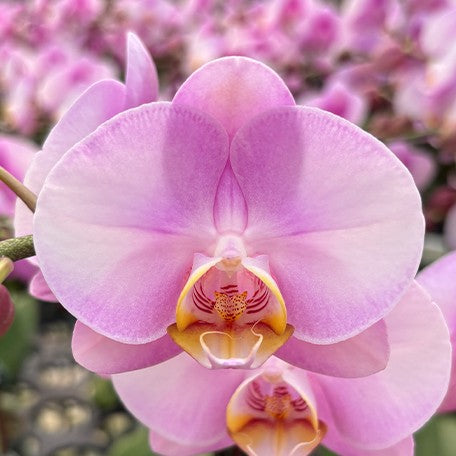 174419303434-Phal.%20Nobby's%20Spring%20Skyline%20'NBM-588'%20%E8%8A%B12.jpg