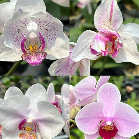 174419338455-Phal.%20Miki%20Ice%20Cube%20%E8%8A%B11.jpg