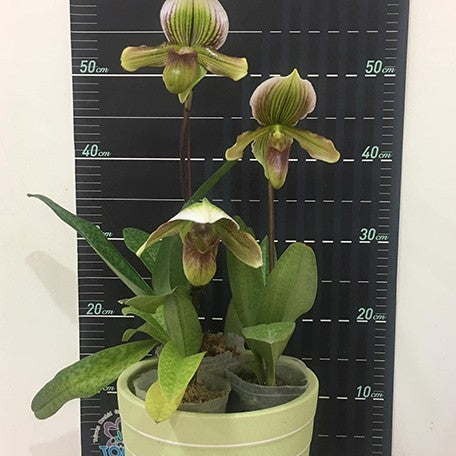 174426584923-Paph.%20Maudie%20x%20Ezan%20Jolly%20Roger%20%20%E6%AF%9B%E5%BC%9F%E4%BA%A4%E8%82%89%E9%A4%85%20%E8%8A%B11.jpg