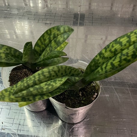 174426591392-Paph.%20Maudie%20x%20Ezan%20Jolly%20Roger%20%20%E6%AF%9B%E5%BC%9F%E4%BA%A4%E8%82%89%E9%A4%85%20%E6%A4%8D%E6%A0%AA.jpg