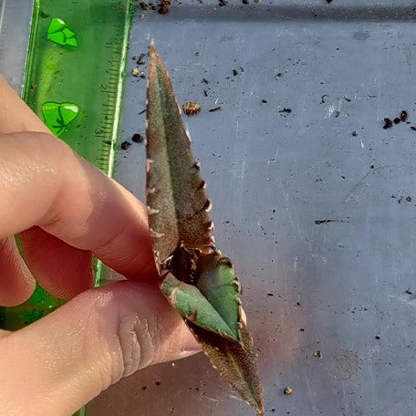 174426754720-Agave%20titanota%20'White%20Whale'%20%E8%8A%B11.jpg