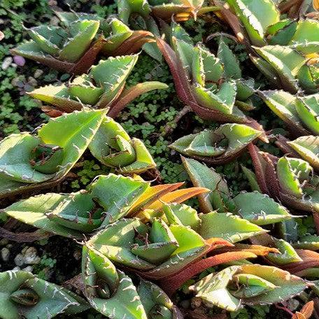 174426758976-%E8%B2%94%E8%B2%85%E5%9A%B4%E9%BE%8D.jpg
