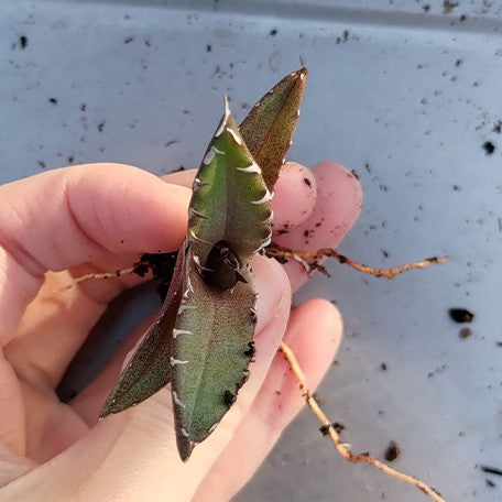 174426762068-Agave%20titanota%20'Ghost%20Claw'%20%E8%8A%B11.jpg