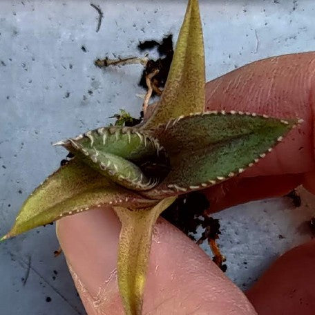 174426775491-Agave%20titanota%20'Filigree'%20%E8%8A%B11.jpg