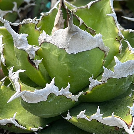 174426790663-Agave%20titanota%20'White%20Flame'%20%E8%8A%B1.jpg