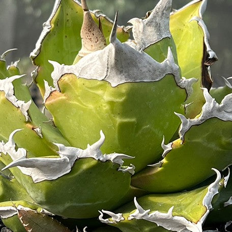 174426790699-Agave%20titanota%20'White%20Flame'%20%E8%8A%B11.jpg