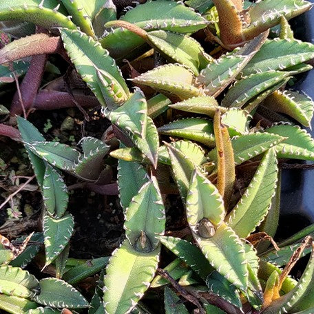 174426793740-Agave%20titanota%20'White%20Flame'%20%E8%8A%B11.jpg