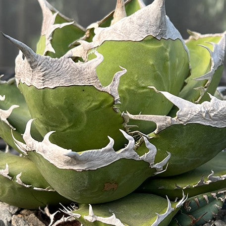 174426840612-Agave%20titanota%20'SAD'%20%E8%8A%B11.jpg