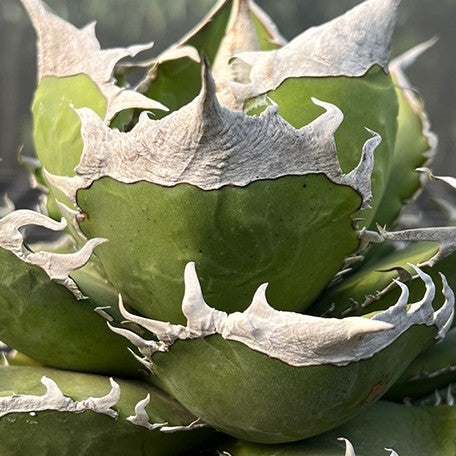 174426840675-Agave%20titanota%20'SAD'%20%E8%8A%B1.jpg
