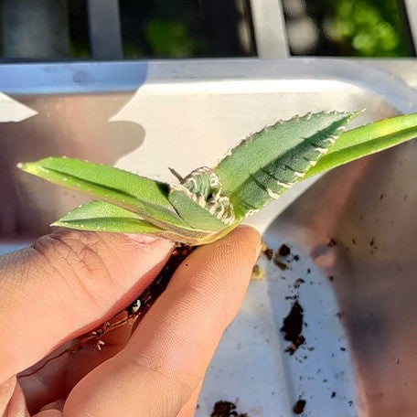 174426843256-Agave%20titanota%20'SAD'%20%E8%8A%B11.jpg