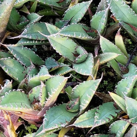 174426847228-Agave%20titanota%20'Berserker'%20%E8%8A%B11.jpg