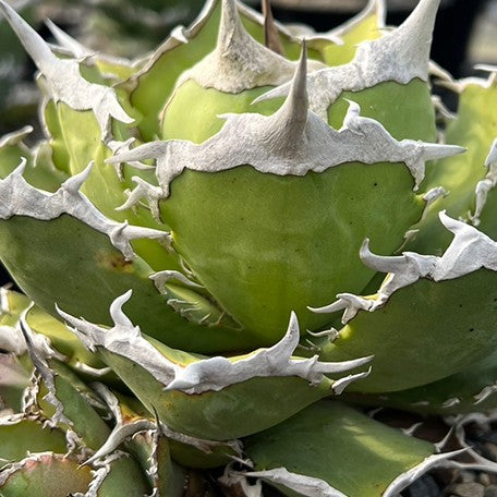 174426857855-Agave%20titanota%20'Berserker'%20%E8%8A%B1.jpg