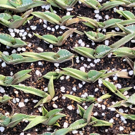 174426866371-Agave%20titanota%20'Starry%20Sky'%20%E8%8A%B11.jpg
