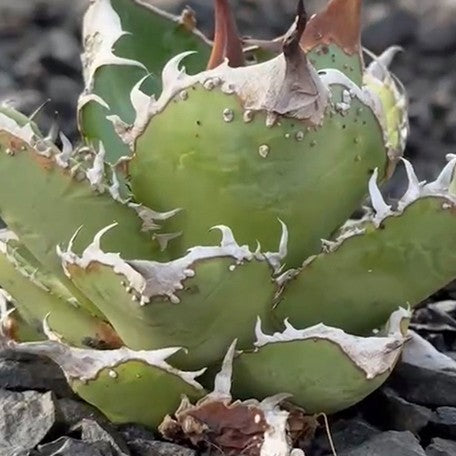 174426871321-Agave%20titanota%20'Starry%20Sky'%20%E8%8A%B1.jpg