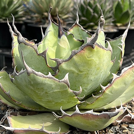 174426894529-Agave%20colorata%20%C3%97%20titanota%20%E8%8A%B11.jpg