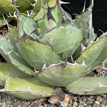 174426894571-Agave%20colorata%20%C3%97%20titanota%20%E8%8A%B1.jpg