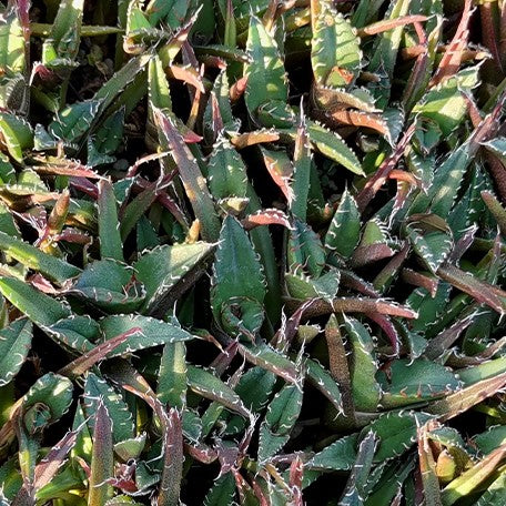 174426918364-Agave%20titanota%20'Caesar'%20%E8%8A%B11.jpg
