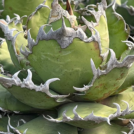 174426920088-Agave%20titanota%20'Caesar'%20%E8%8A%B1.jpg