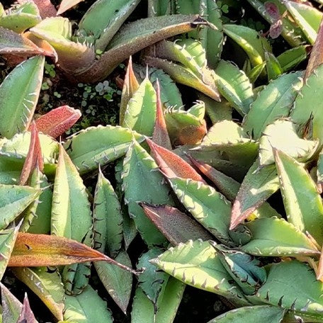 174426924687-Agave%20titanota%20'Salty%20Dog'%20%E8%8A%B11.jpg
