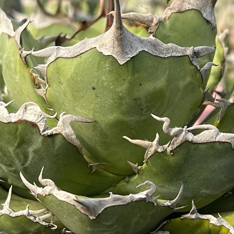 174426933332-Agave%20titanota%20'Salty%20Dog'%20%E8%8A%B1.jpg