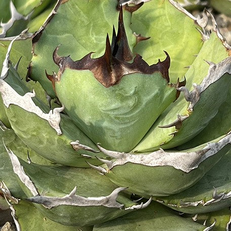 174426933341-Agave%20titanota%20'Salty%20Dog'%20%E8%8A%B11.jpg