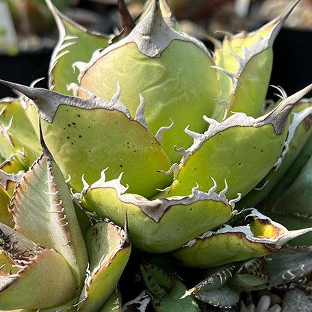174426949784-Agave%20titanota%20'Spades'%20%E8%8A%B1.jpg