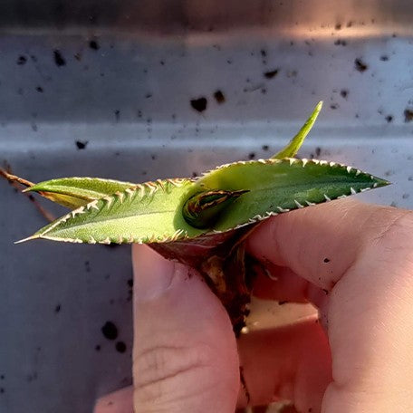 174426969846-Agave%20titanota%20'Feather'%20%E8%8A%B11.jpg