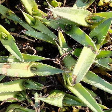 174426975094-Agave%20titanota%20'Phoenix'%20%E8%8A%B11.jpg